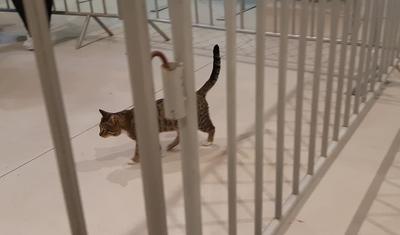 Bəzən adamı elə iyrəndirir ki... Meesinin penalını qaytaran, BOS pişiyi