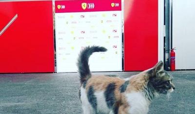 Bakıda itən baqajlar, üzrxahlıq mesajı, sevimli pişik, cəzalanan çempion