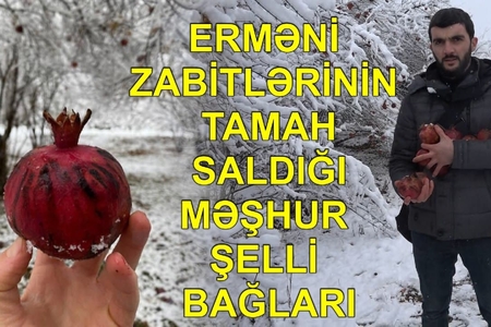 Erməni zabitlərin tamah saldığı Şelli kəndi - Nar bağları, istixanalar, əkin sahələri: VİDEOREPORTAJ