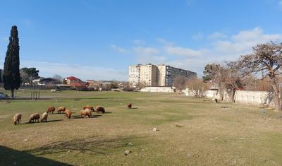 Azərbaycanda stadionu qoyun-quzunun "ixtiyarına verdilər" -