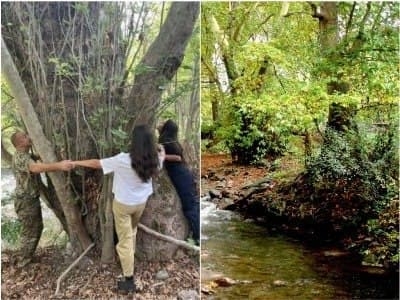 Ermənilərdən yeni şizofrenik iddia - heç demə, çinar ağacı da “erməni” imiş