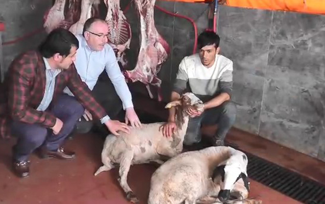 Ərdoğan seçkini uddu, Musayev 200 qurban kəsdi – TÜRKİYƏDƏN VİDEO