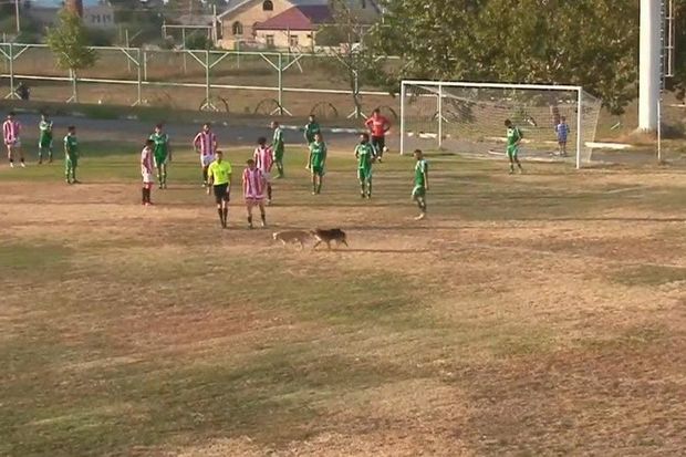 Rayonda kuryoz hadisə: Meydançaya iki it daxil oldu, futbolçular qovdu - VİDEO
