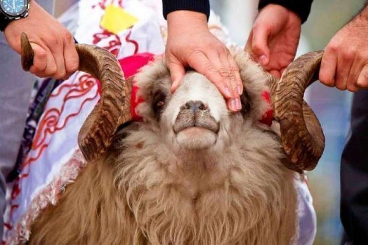 “Qarabağ” qazandı, tanınmış şəxs söz verdiyi qurbanı kəsdi - FOTO