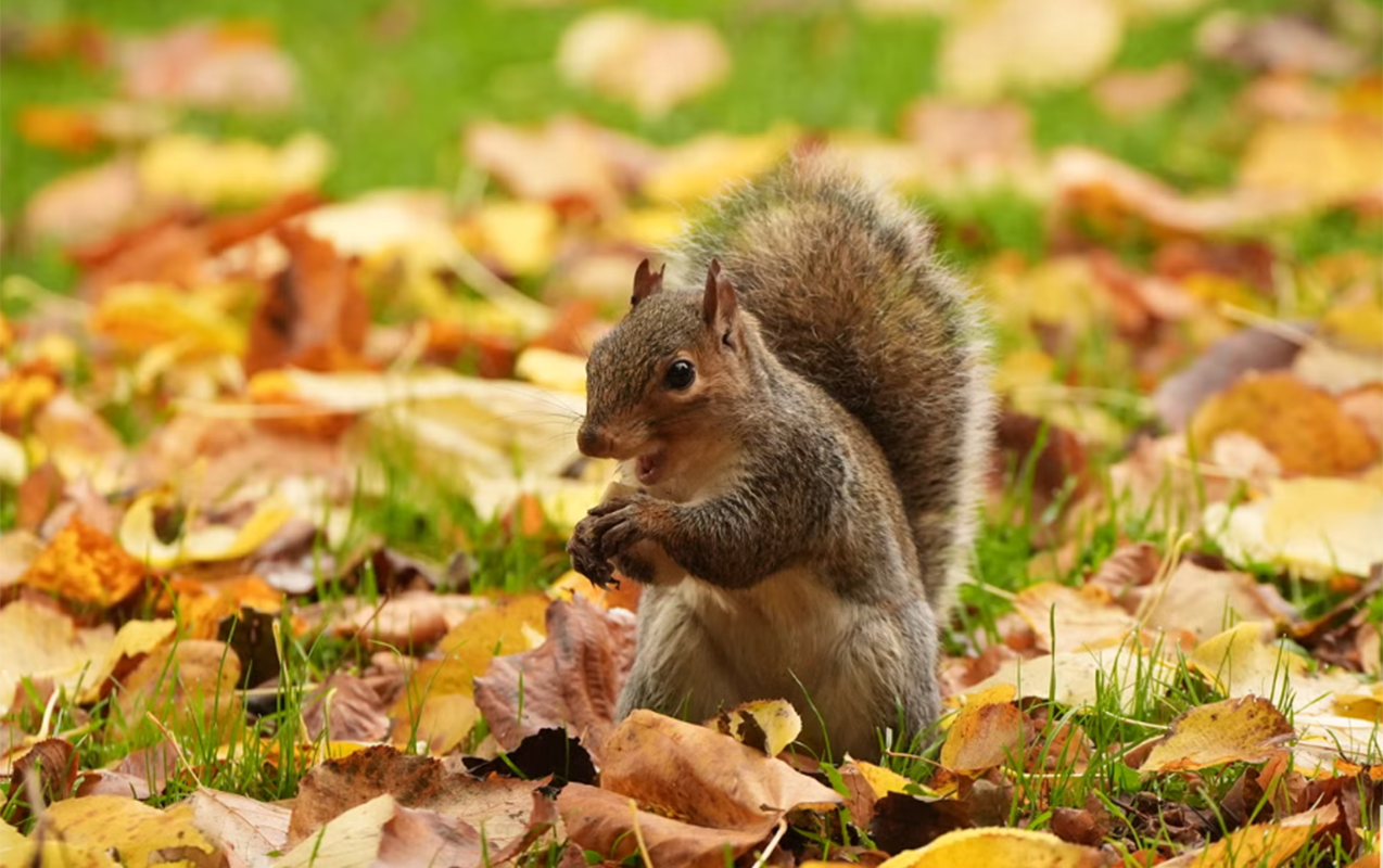 Noyabrın havası açıqlandı - Respublika ərazisində