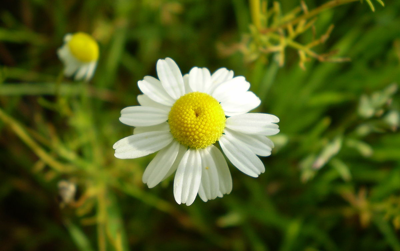Bütün mədə-bağırsaq sisteminə çox yaxşı təsir edir - Həm çiçəkdir, həm dərman