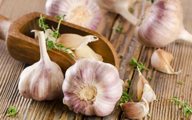 Həzm və nəfəs orqanları, ağciyər üçün faydalıdır - SARIMSAQ