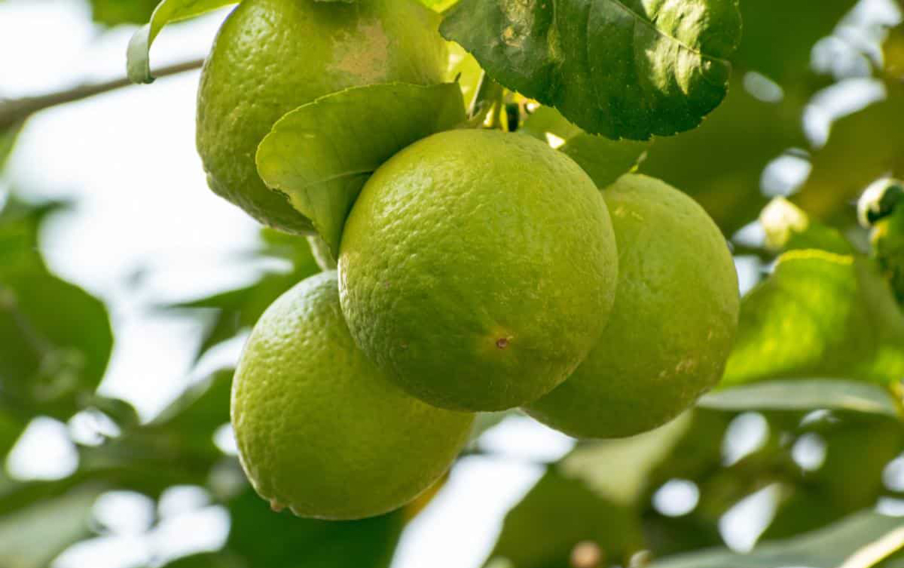 Bir çox problemə əlac ondadır - Çay deyil, meyvədir
