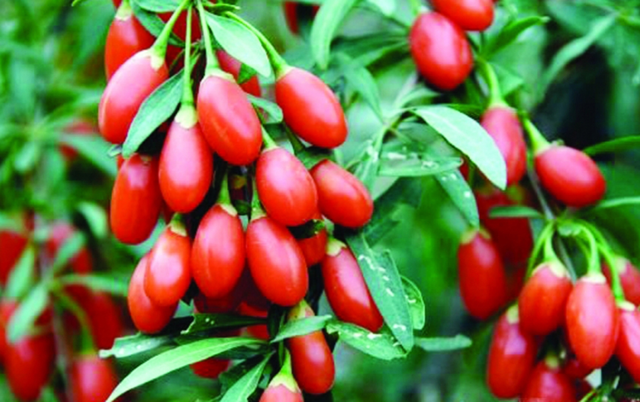 Orqanizmin gücünü bərpa edir, qanda şəkərin səviyyəsini azaldır - Cavanlaşdırır, əhvalı yüksəldir