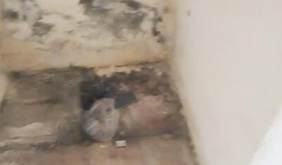 Azərbaycanda bu stadiona gələn tualet tapmır - VİDEO