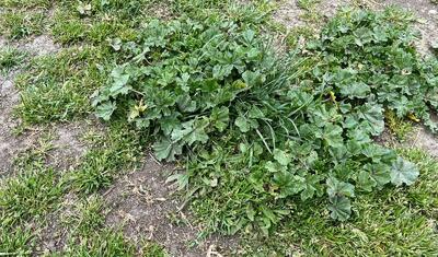 Azərbaycan çempionatında komandası olan rayonun stadionu qara gündə...