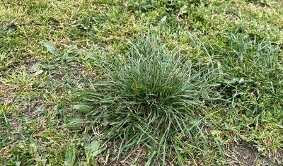 Azərbaycan çempionatında komandası olan rayonun stadionu qara gündə...
