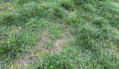 Azərbaycan çempionatında komandası olan rayonun stadionu qara gündə...