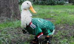 https://www.sportinfo.az/idman_xeberleri/hadise/252998.html