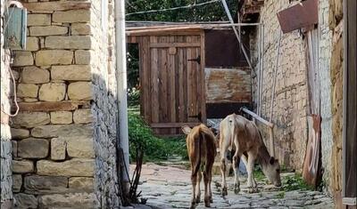 Azərbaycana səs salan baş məşqçi Dubayı yox, Qəbələni seçdi -