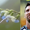 Yeni bitki növü aşkar edildi - Messi gülü adı verildi